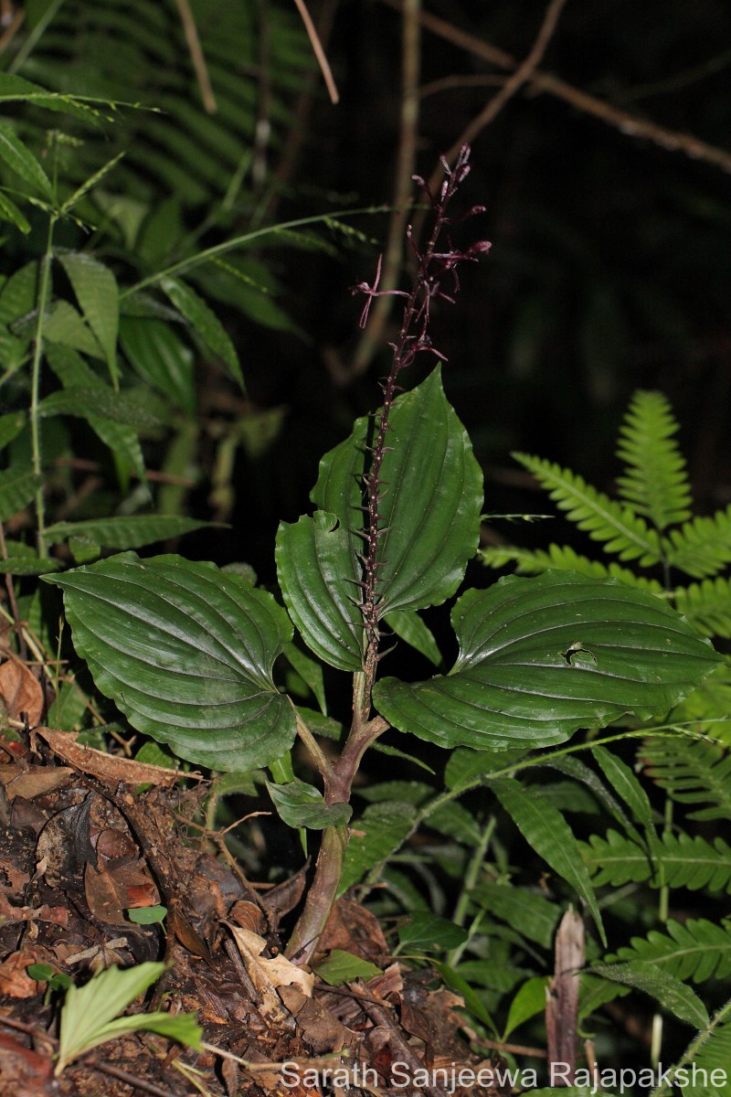 Liparis atropurpurea Lindl.